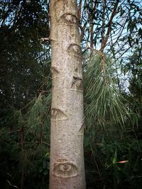 Low angle view of bamboo trees in forest