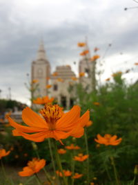 Close-up of flowers blooming against sky