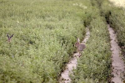View of birds on grassy field