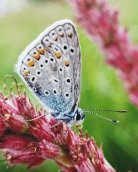 Close-up of butterfly pollinating on pink flower