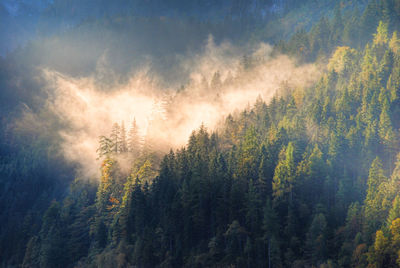 Low angle view of trees against sky