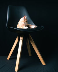 Cat sitting on chair