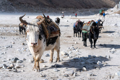 Horses standing on sand