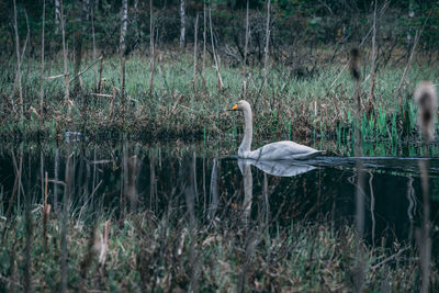 View of bird in lake