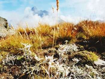 Close-up of plants growing on field against sky