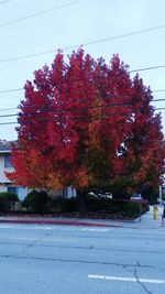 Red trees in city against sky