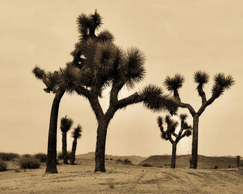 Palm trees on field against sky