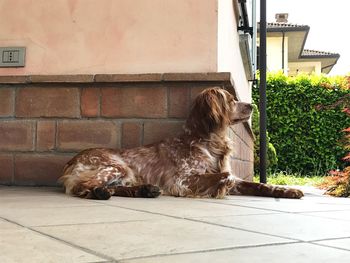 View of a dog sitting against building