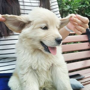 Midsection of playful woman with puppy on bench