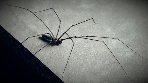 Close-up of insect on wall