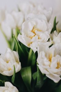 Close-up of white flowering plant