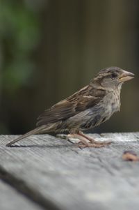 Close-up of bird perching