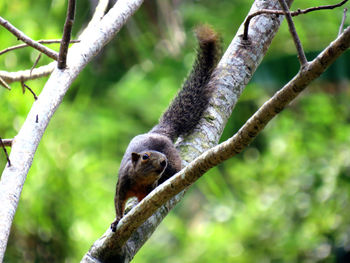 Low angle view of squirrel on tree