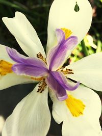 Close-up of purple flower blooming outdoors