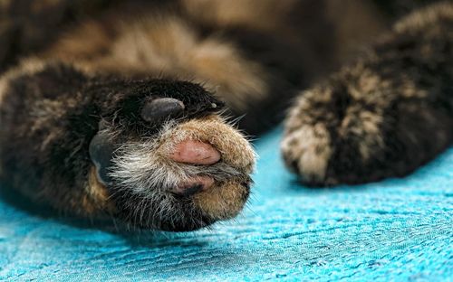 Close-up of cat paw