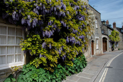 Flowering plants and trees by building in city