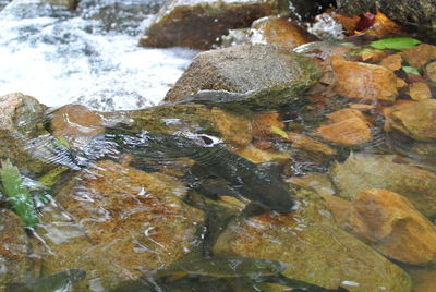 Close-up of water flowing through rocks