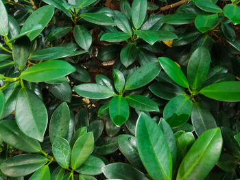 Full frame shot of green leaves