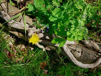 Plants growing on tree trunk