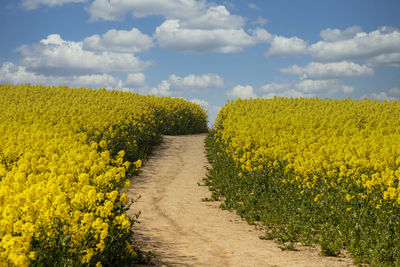 Scenic view of oilseed rape field against sky