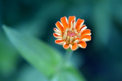 Close-up of orange flower