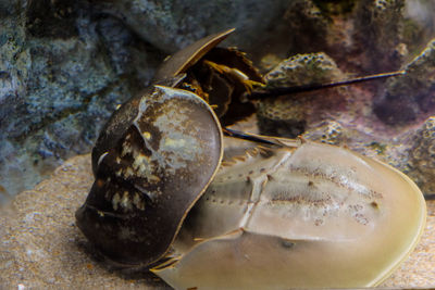 Close-up of snail