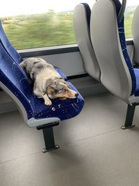 Silva the collie on a train in cornwall 