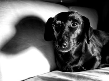 Close-up portrait of dog