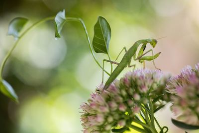 Close-up of purple flowering plant