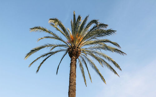 Low angle view of palm tree against clear sky