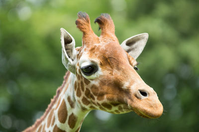 Close-up of giraffe