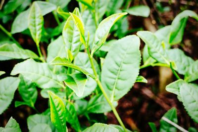 Close-up of plant