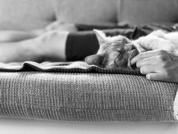 Dog sleeping on sofa