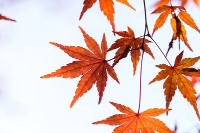 Close-up of maple leaves