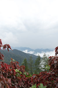 Plants and mountains against sky during autumn