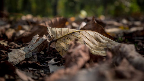 Dry leaves on ground