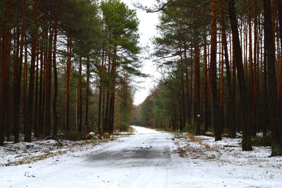 Road amidst trees in forest during winter