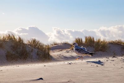 View of birds on beach