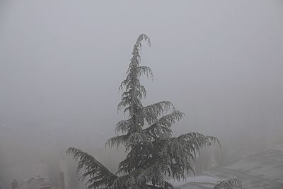 Low angle view of tree against sky
