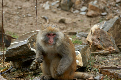 Monkey in the mountain