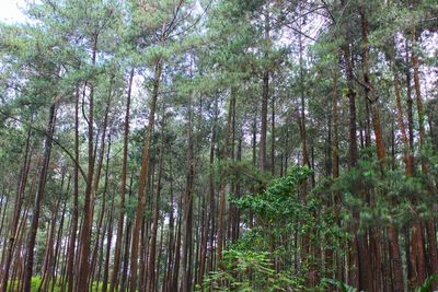 Low angle view of bamboo trees in forest