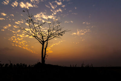 Silhouette tree on field against sky during sunset