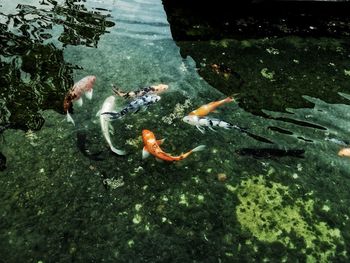 High angle view of koi carps swimming in sea