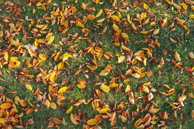 High angle view of maple leaves on road