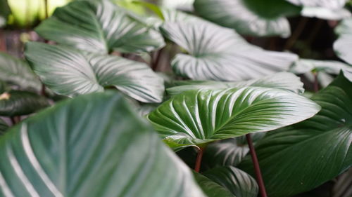 Close-up of leaves