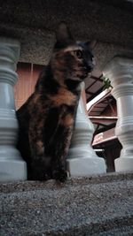 Cat sitting on staircase