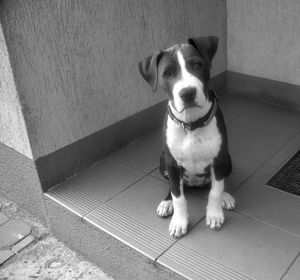 Portrait of dog sitting on floor at home