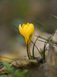 Close-up of yellow flowering plant