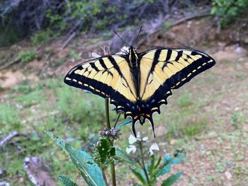 Close-up of butterfly pollinating on flower