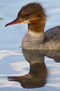 Birds in calm water